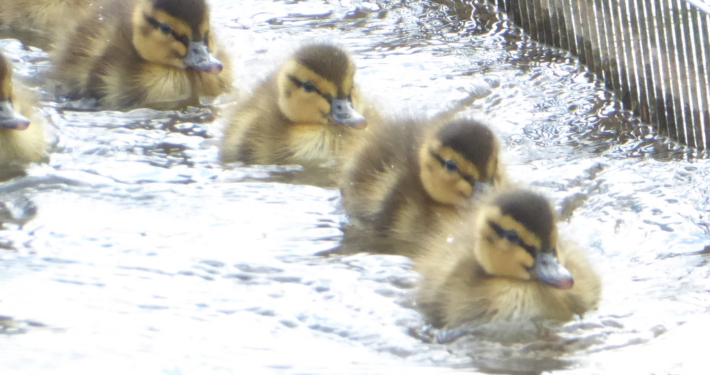 6BC7F855-C18C-4CF0-B122-18A8340DD5F6_1_105_c Ducklings