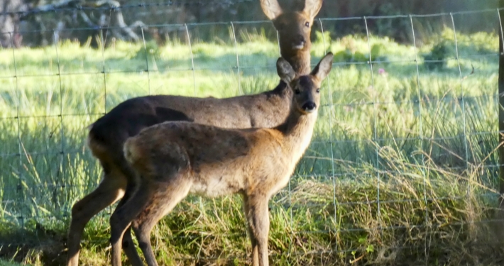92BA0859-7CAA-4FB4-BD83-10A19EE13CB6 deer
